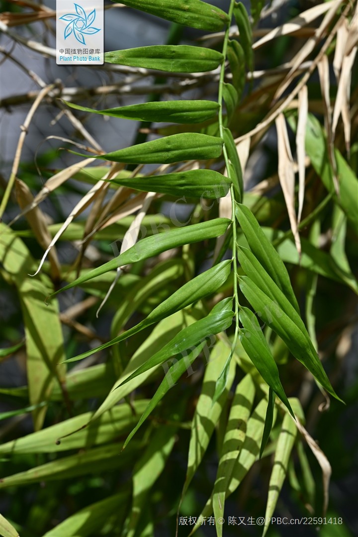 Mây nước